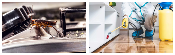 Swift Pest Removal