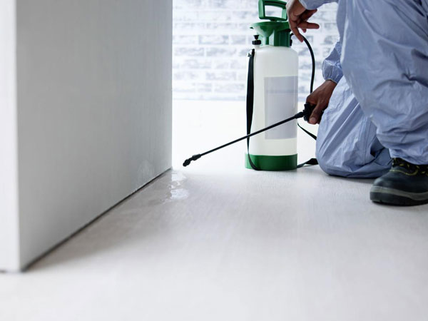 Swift Pest Removal