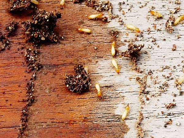 Swift Pest Removal