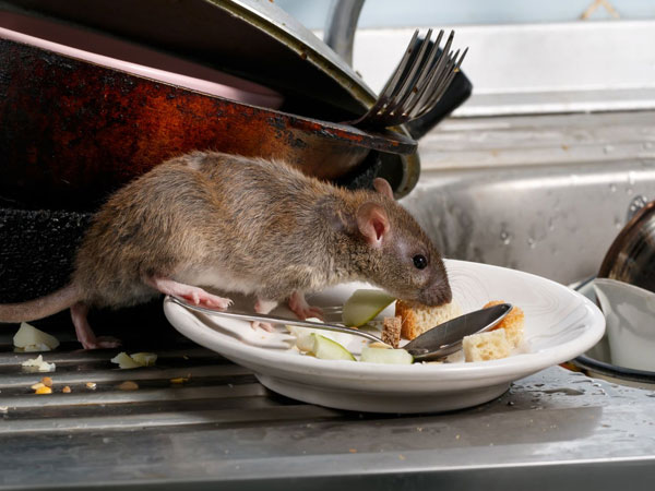 Swift Pest Removal