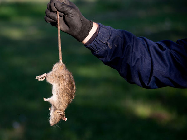 Swift Pest Removal